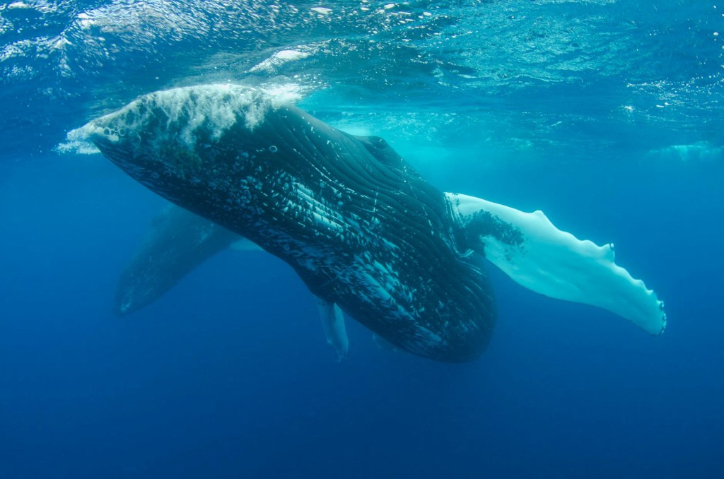 From Clicks to Vowels: How Sperm Whales’ Language Is Far More Human Than We&nbsp;Thought